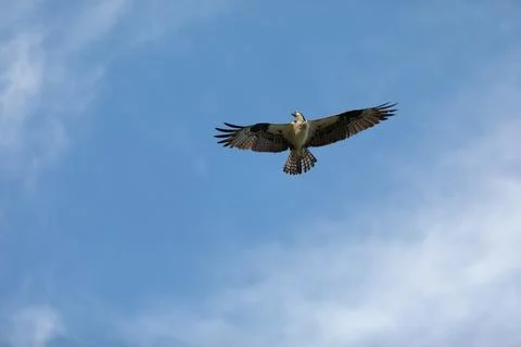 Sandy Hook osprey gliding gracefully in the clear blue sky, showcasing its .. Foto stock