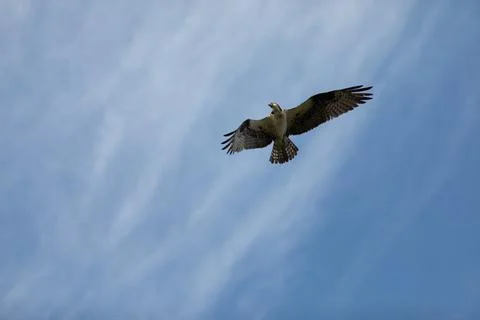 Sandy Hook osprey gliding gracefully in the clear blue sky, showcasing its .. Foto stock