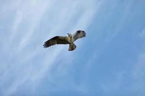 Sandy Hook osprey gliding gracefully in the clear blue sky, showcasing its .. Stock Photos
