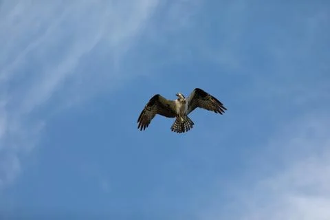 Sandy Hook osprey gliding gracefully in the clear blue sky, showcasing its .. Stock Photos