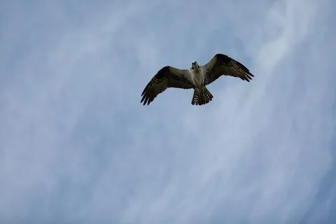 Sandy Hook osprey gliding gracefully in the clear blue sky, showcasing its .. Stock Photos