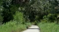 sandy island foot path spanish moss trees HD 影片