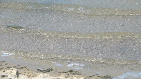 Sandy lakeside. Slow Motion 動画素材 102460164