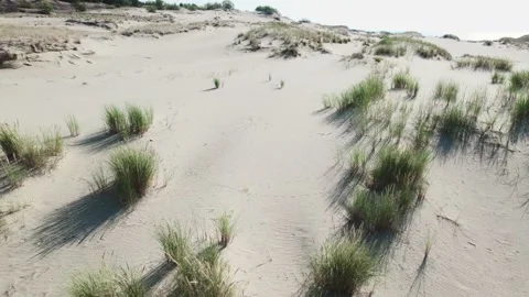 Sandy landscape with sparse bushes. Stock Footage 160122299