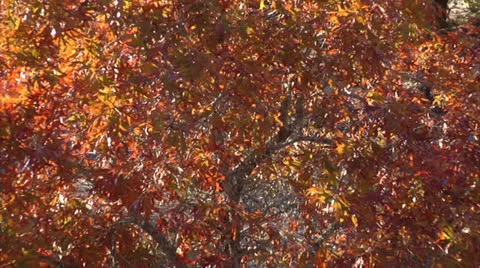 Sandy oak zoom out Stock Footage 24452304