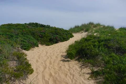 Sandy Ocean Trail Stock Photos