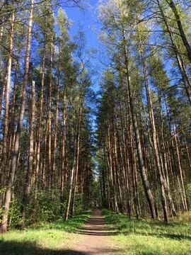 Sandy path among dense coniferous forest. Stock Photos