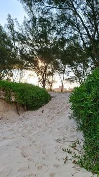 Sandy Path on Beach with Trees Stock Photos