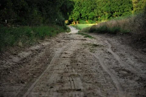 Sandy path between forest and a corn field Foto stock