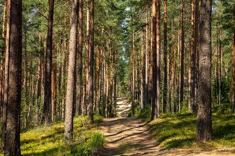 Sandy path in a coniferous forest Stock Photos