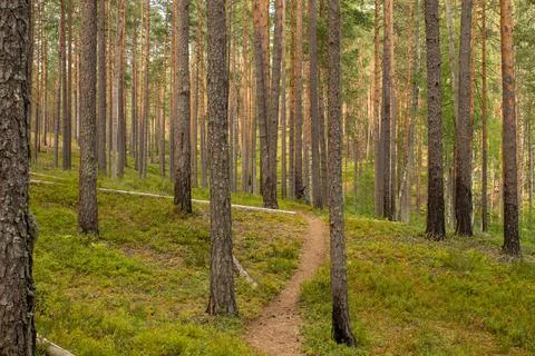Sandy path in a coniferous forest Stock Photos