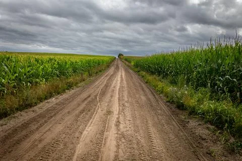 A sandy path with corn fields on both sides Stock Photos