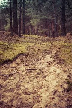 Sandy path in the forest Stock Photos