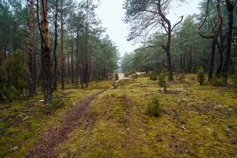 Sandy path in the green spring forest Stock Photos