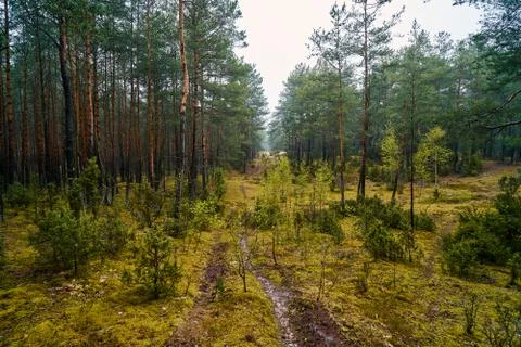 Sandy path in the green spring forest Stock Photos