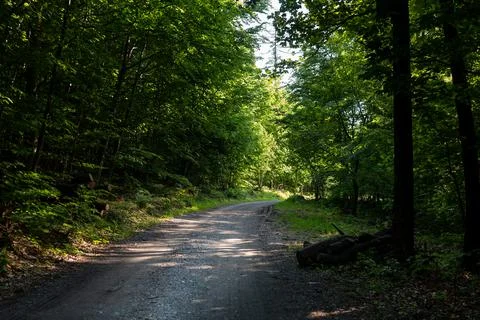 Sandy path leading through a shaded dense deciduous forest on a sunny summer day Stock Photos