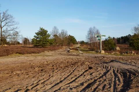 Sandy path leads into a heathland Stock Photos