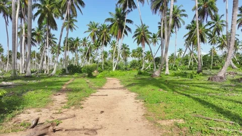 Sandy path on the palm beach of a tropical island on the Dominican coast. Stock Footage 254545863