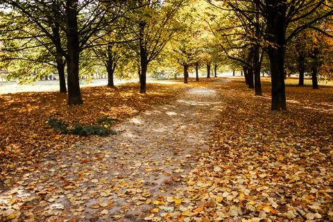 Sandy path in the park under the canopy of trees, leaf fall in the park Stock Photos