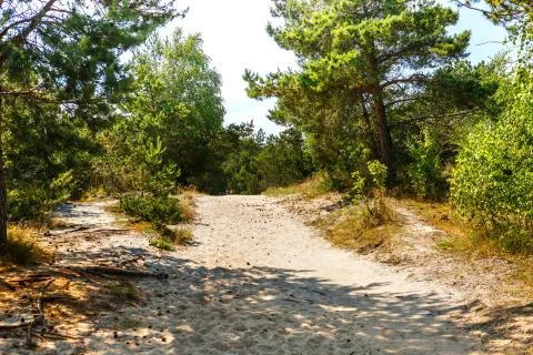 A sandy path in a pine forest Stock Photos