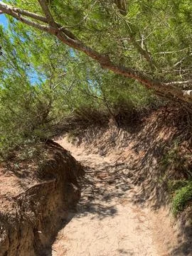 Sandy path with pine needles on a sunny day Foto stock