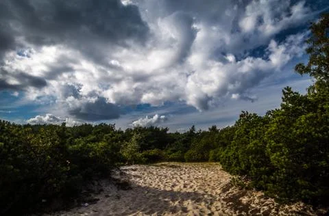 Sandy path with pine trees on Hel peninsula, Poland Stock Photos