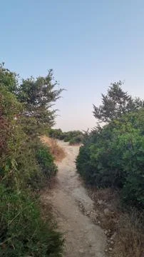 Sandy Path Through Coastal Shrubs Leading to the Sea Stock Photos