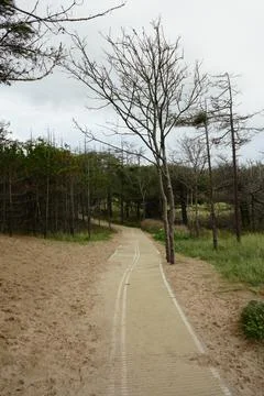 Sandy Path Through Coastal Woods Llanddwyn Beach Anglesey North Wales Overcast Stock Photos