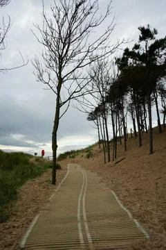Sandy Path Through Dunes And Trees Under Overcast Sky, Llanddwyn Beach, Stock Photos