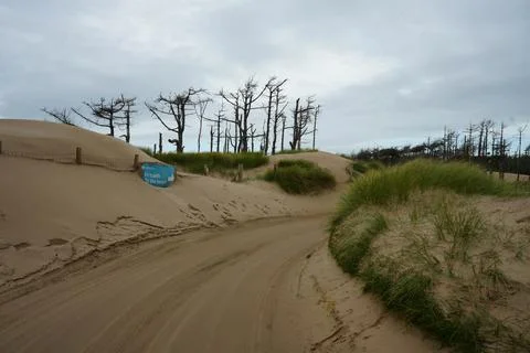 Sandy Path Through Dunes With Dead Trees, Llanddwyn Beach, Anglesey, North Foto stock