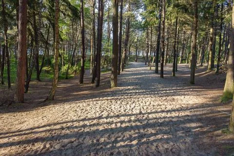 Sandy path through the forest at Baltic sea in Poland Foto stock