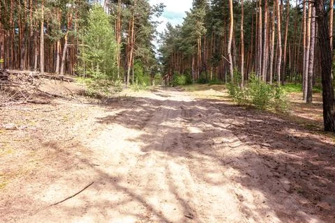 Sandy path through forest on summer time Stock Photos