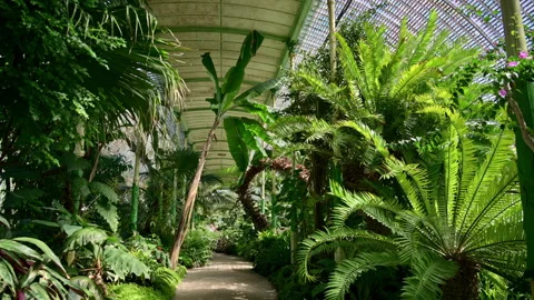 A sandy path through a greenhouse between banana plants and large ferns, Stock Footage 342237717
