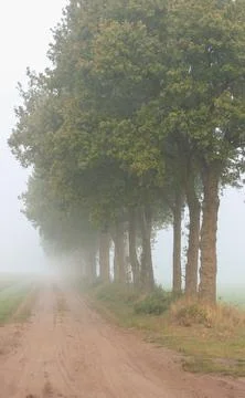 Sandy Path Through the Mist With Trees on the Right and Foggy Landscape Beyo Fotos Stock