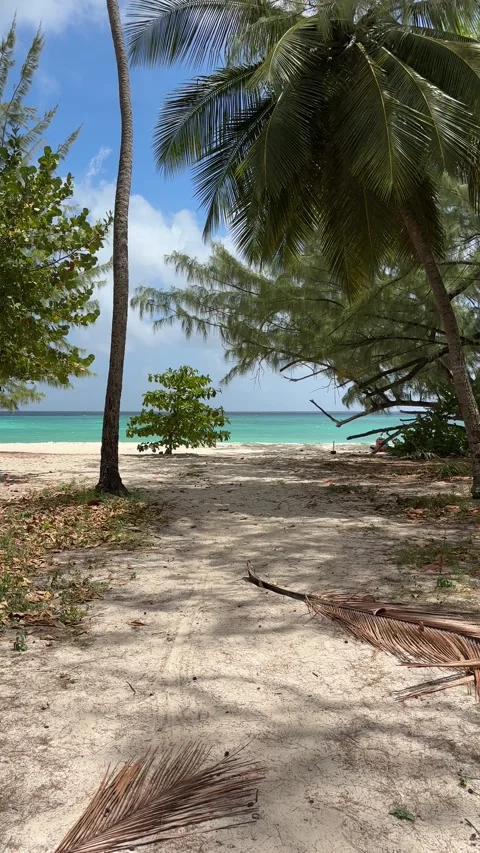 Sandy Path Through Palms to Deserted Turquoise Beach, Barbados Stock-Footage 337069129