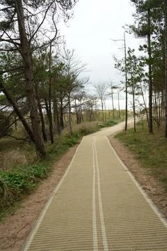 Sandy Path Through Pine Forest At Llanddwyn Beach, Anglesey, North Wales Stock Photos