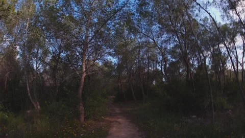 Sandy Path Through the Pine Woods of Benidorm Stock Footage 334801360