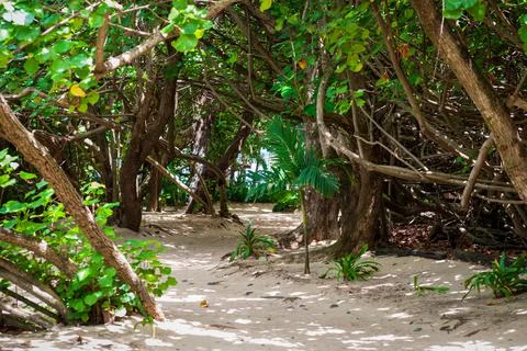 Sandy path through tropical jungle leading to a peaceful beach Stock Photos