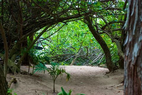 Sandy path through tropical jungle leading to a peaceful beach Stock Photos