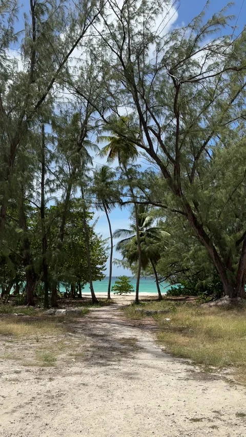 Sandy path through tropical trees to turquoise beach, Barbados Stock Footage 337069113