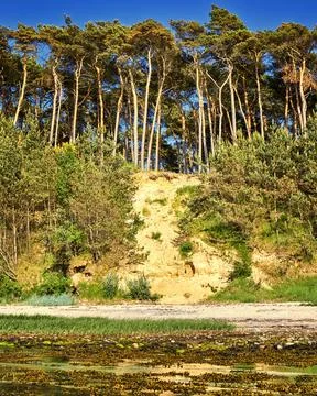 Sandy path to the trees on the Baltic Sea cliff in Hohen Wieschendorf. Stock Photos