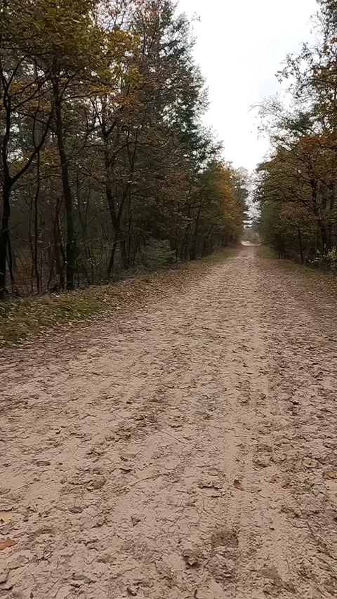 Sandy path winding through an autumn forest in the Netherlands. Stock-Footage 341902987