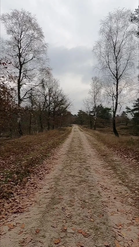 Sandy path winding through an autumn forest in the Netherlands. Stock-Footage 341903075