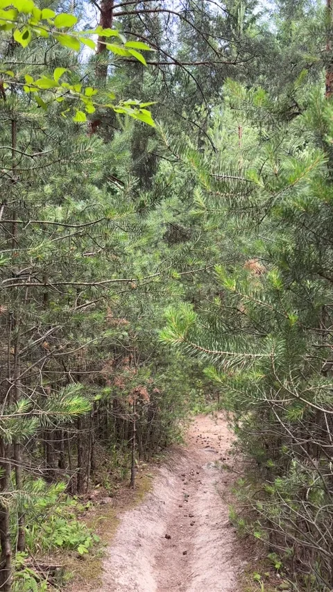Sandy Path Winding Through Green Pine Forest Stock Footage 315770924