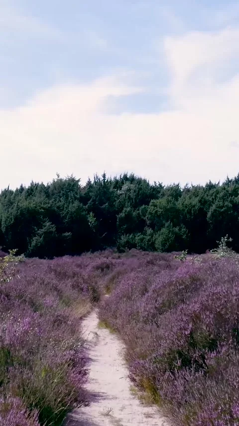Sandy path winding through purple heather field Stock Footage 327111262