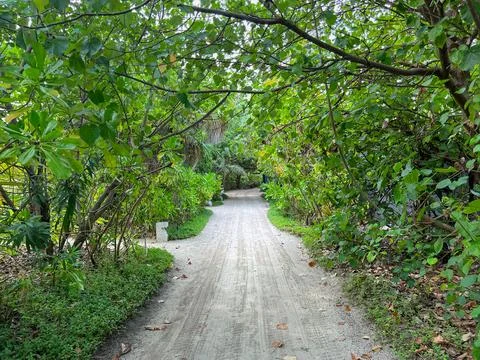 Sandy pathway surrounded by lush green vegetation Stock Photos