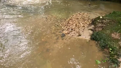SANDY PEBBLES ON THE BOTTOM OF A MUDDY STREAM Vidéo 131336917