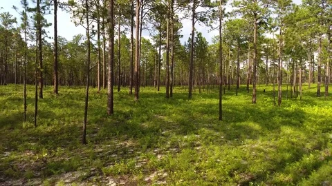 Sandy Pine Forest Stock Footage 77550828