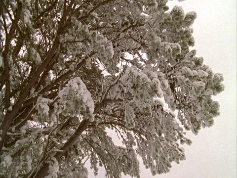 Sandy Point State Reservation, Ipswich, MA; Snowy branches and brambles Stock Footage 86750419