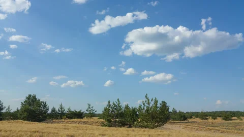 Sandy prairie with small pine tree under a cloudy sky Stock Footage 137741022
